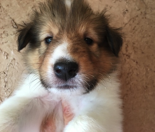 Thunder 5wks Thunder 5wks